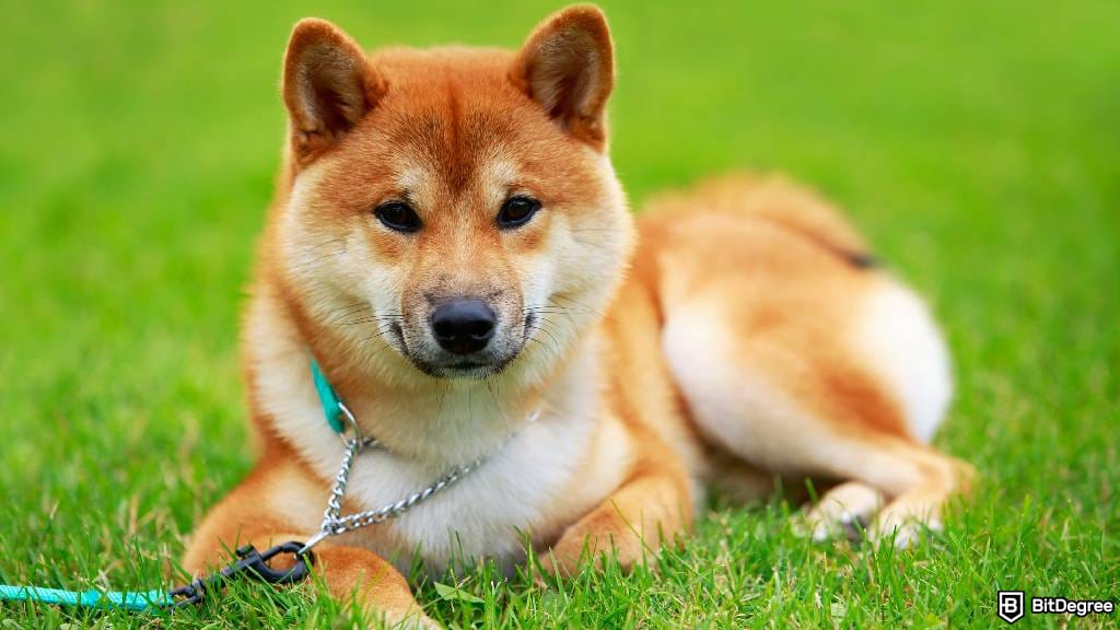 Dogecoin Stake Etme: Başlamak İçin Bilmeniz Gereken Her Şey