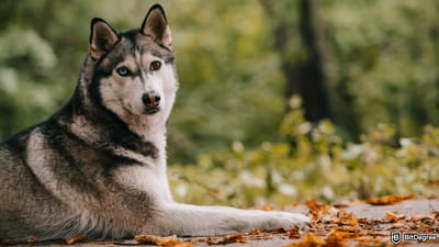 ホスキー（HOSKY）トークンとは？価格、市場動向、および購入ガイド